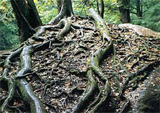 石ヶ戸の伝説の写真